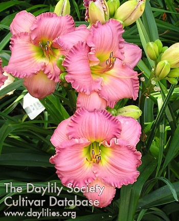 Daylily Absolute Treasure